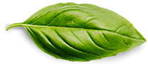 basil-leaf